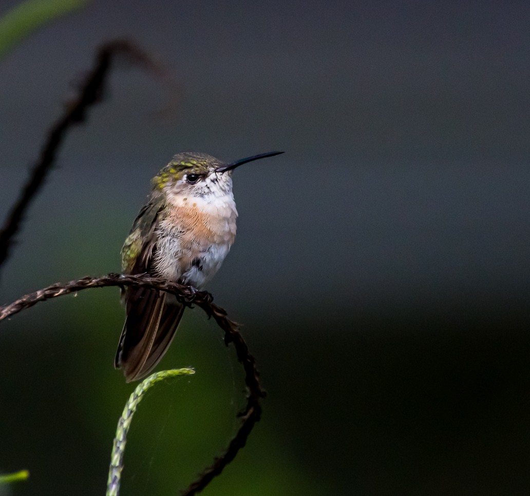 Calliope Hummingbird - Gabrielle Harrison