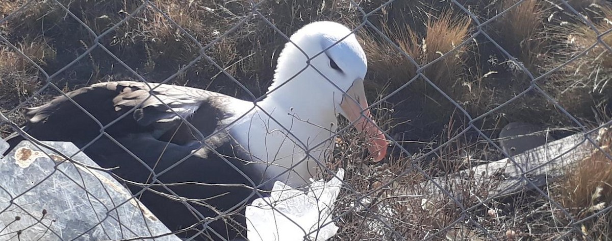 Black-browed Albatross (Black-browed) - Asociacion Ambiente Sur