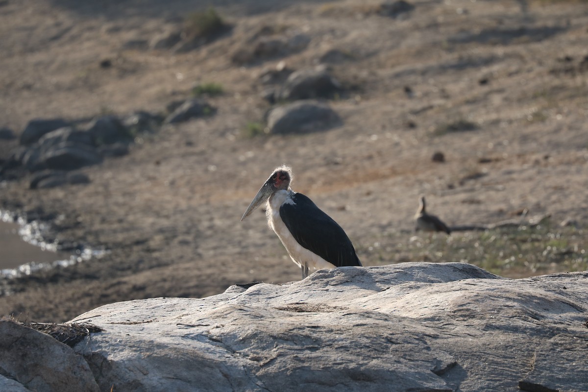 Marabou Stork - ML298224151