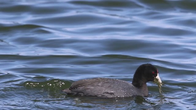 American Coot (Red-shielded) - ML298225401