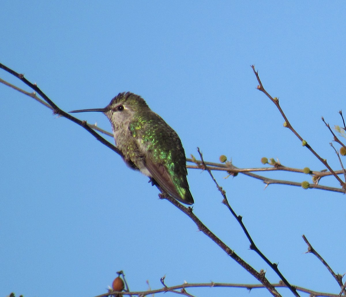 Anna's Hummingbird - Jack Harlan
