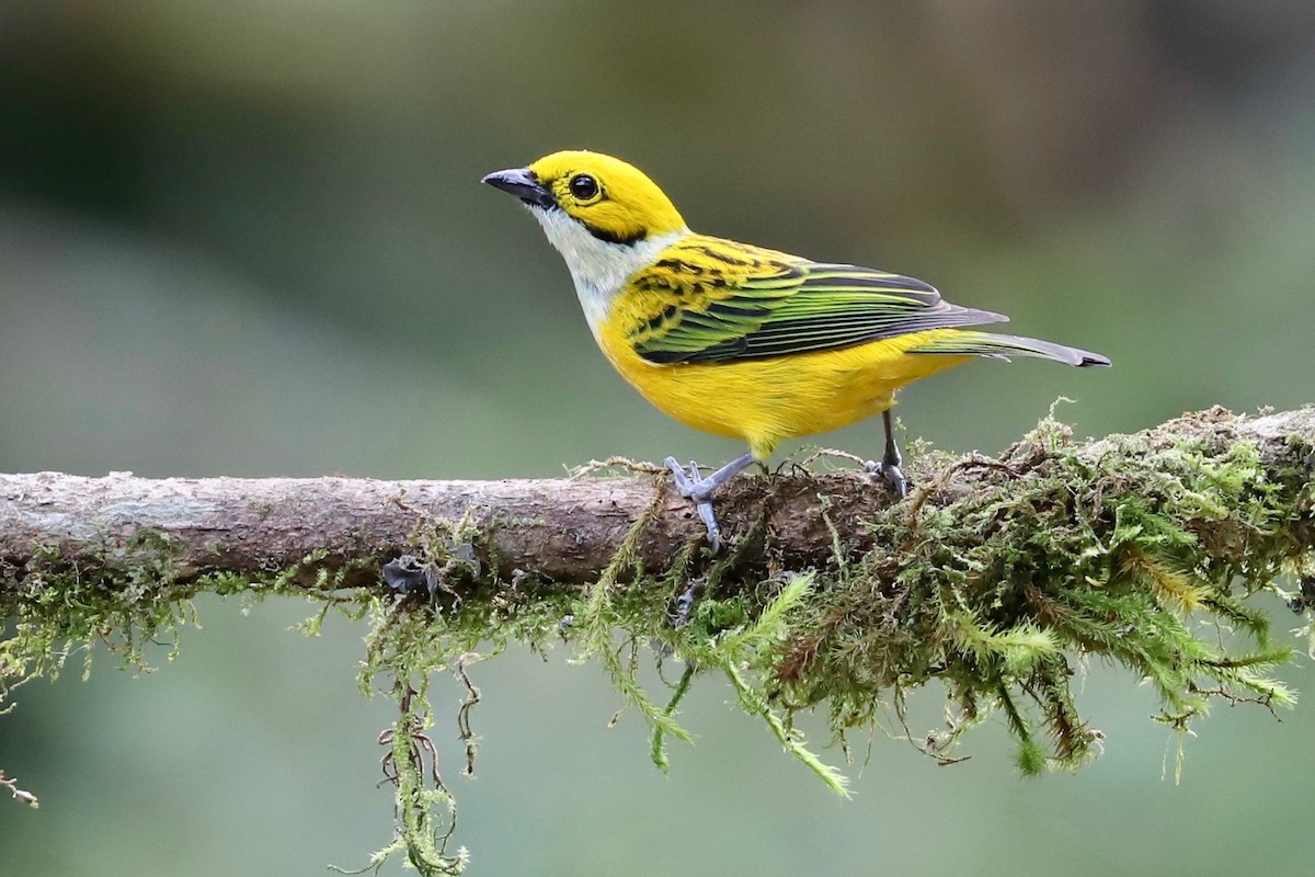 Silver-throated Tanager - ML298234471
