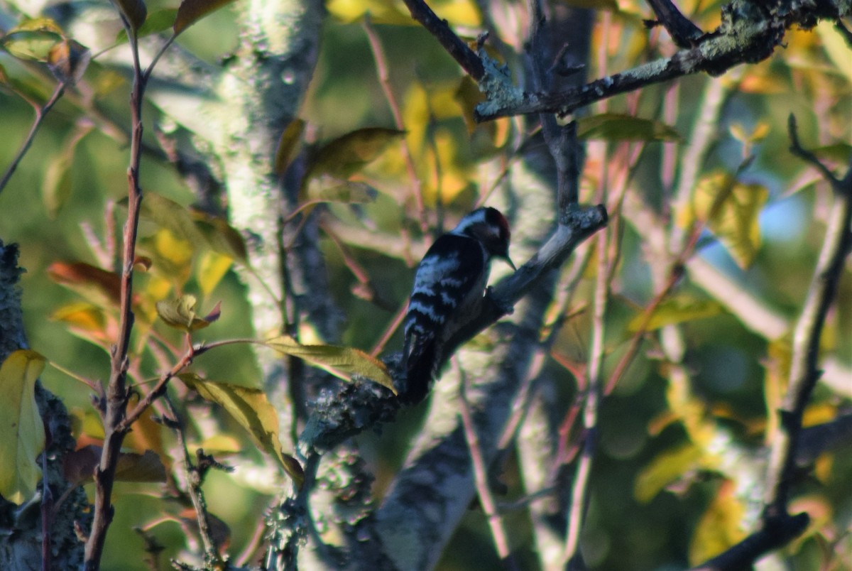 Lesser Spotted Woodpecker - ML298239821