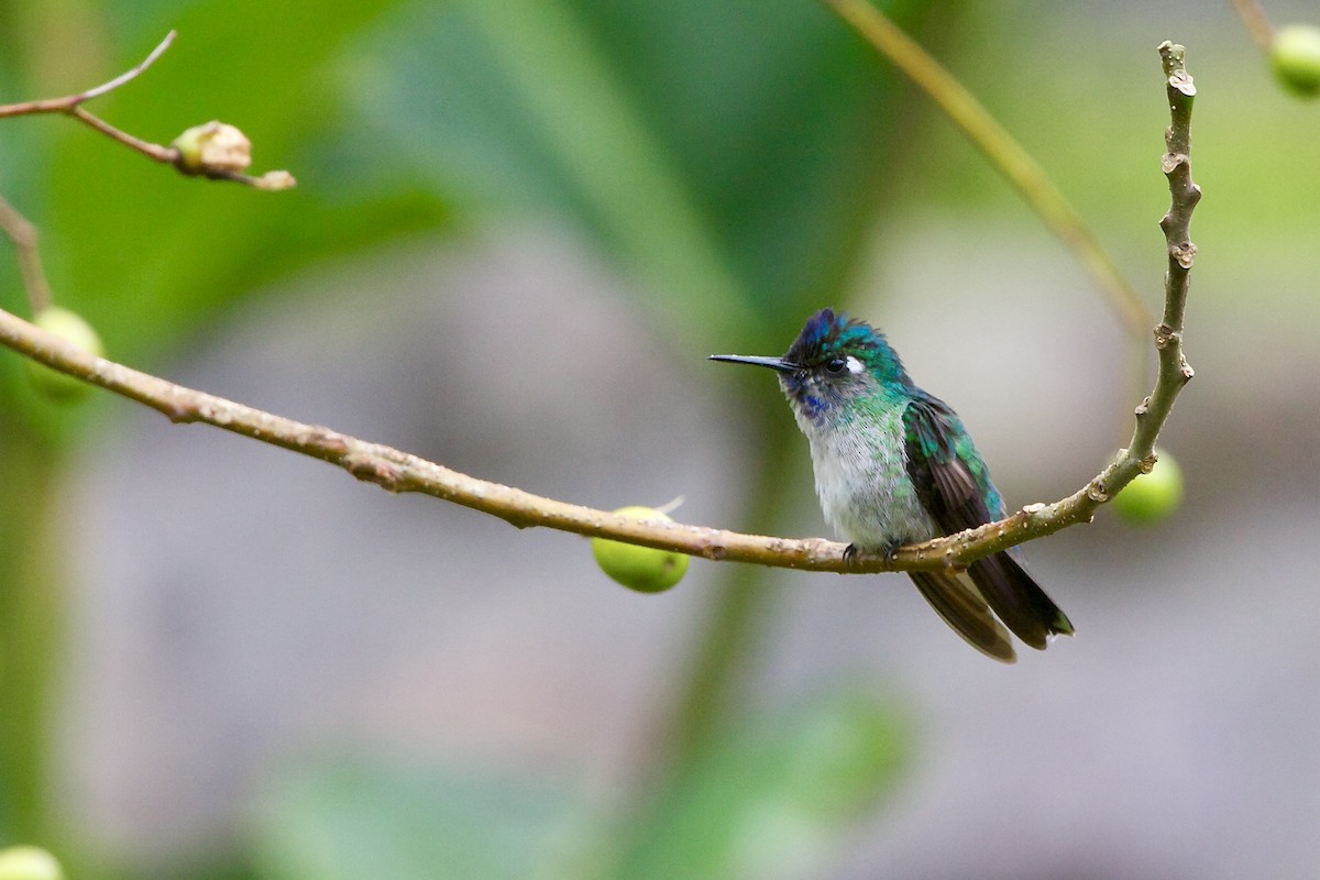 Violet-headed Hummingbird - Hans van der Hoeven