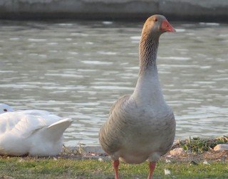 Graylag Goose (Domestic type), ML298245971