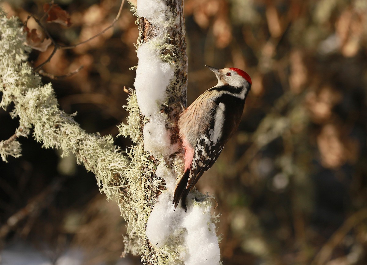 Middle Spotted Woodpecker - ML298246941