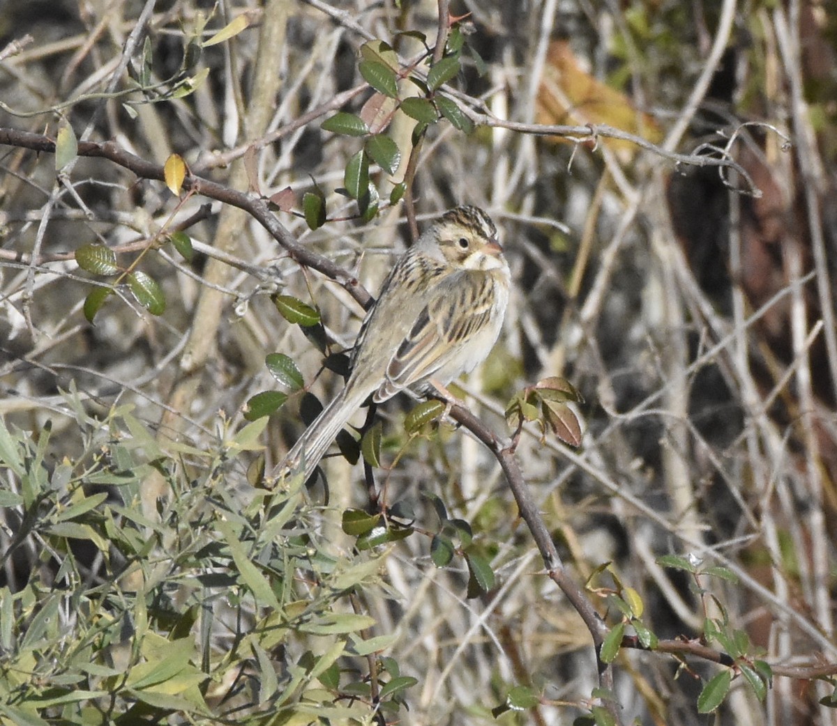 Clay-colored Sparrow - ML298251751