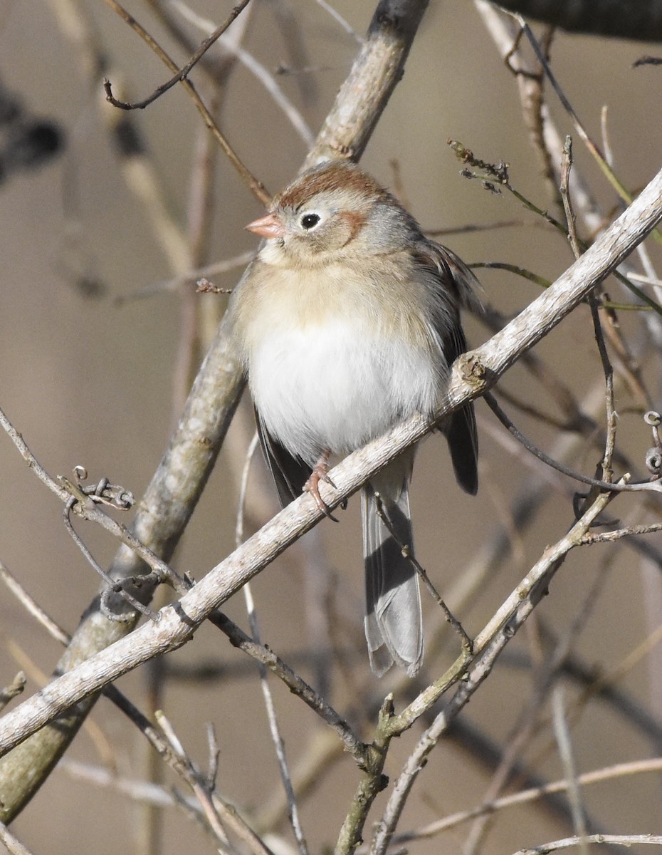 Field Sparrow - Chris Bergmann