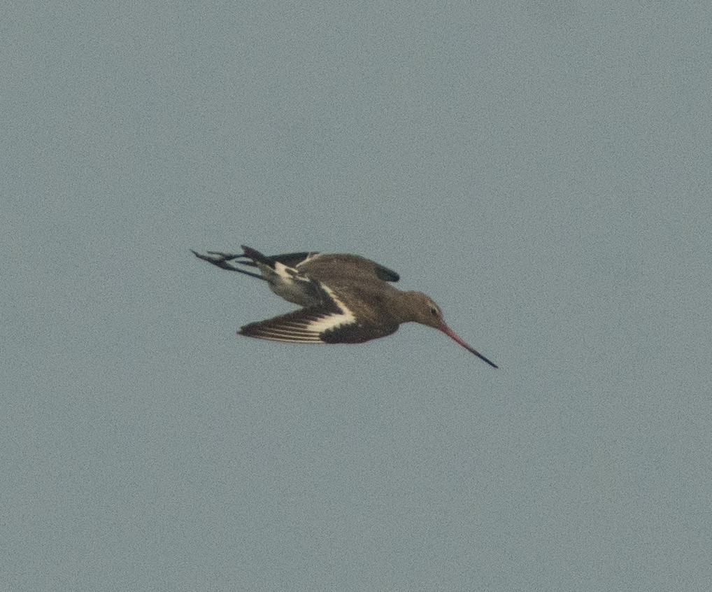 Black-tailed Godwit - SWARUP SAHA