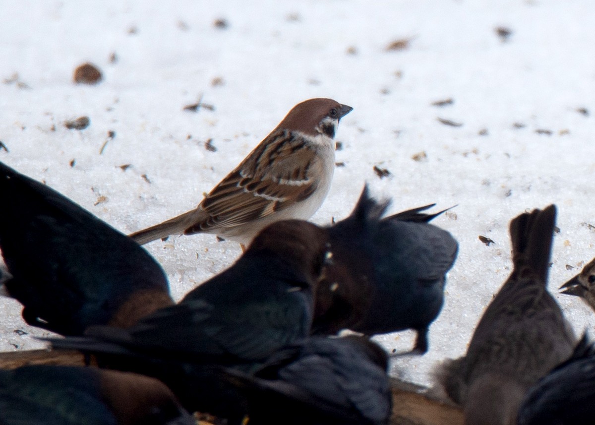 Eurasian Tree Sparrow - ML298253761