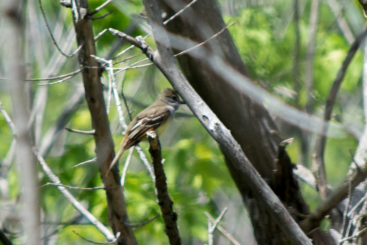 Great Crested Flycatcher - ML29826141
