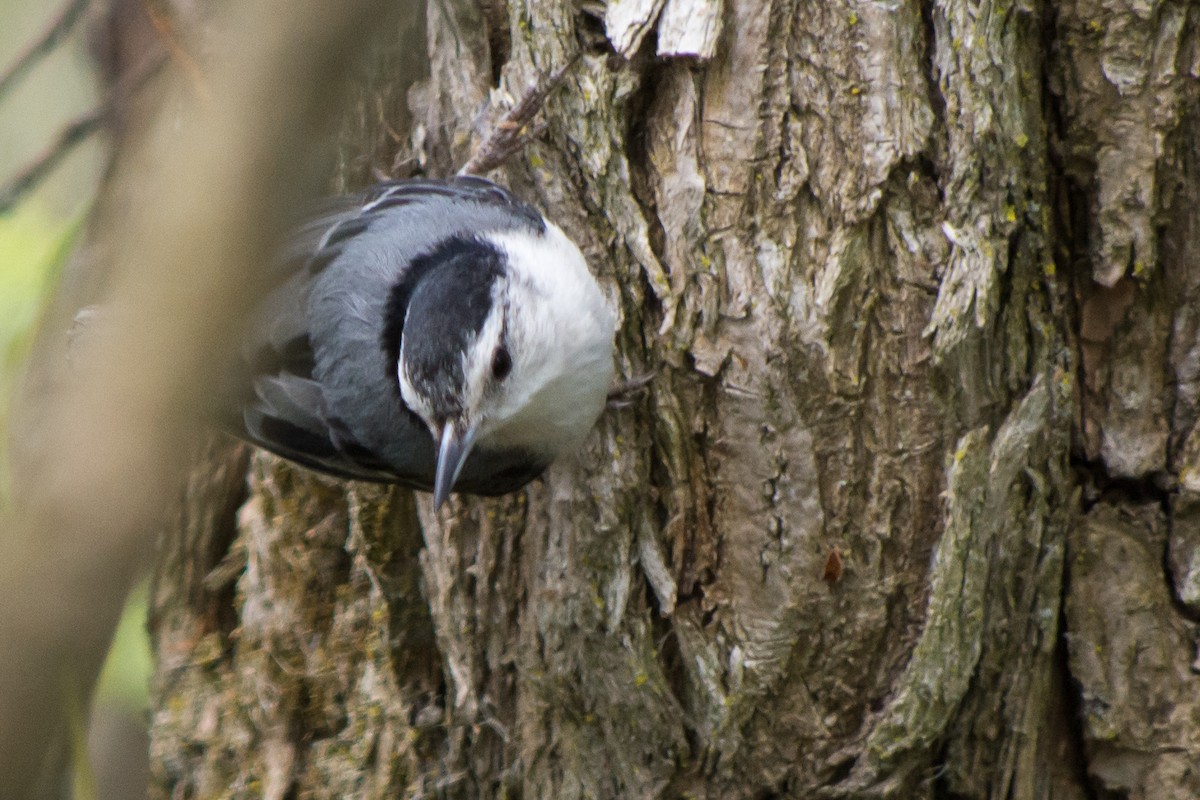 White-breasted Nuthatch - Rich Kelley