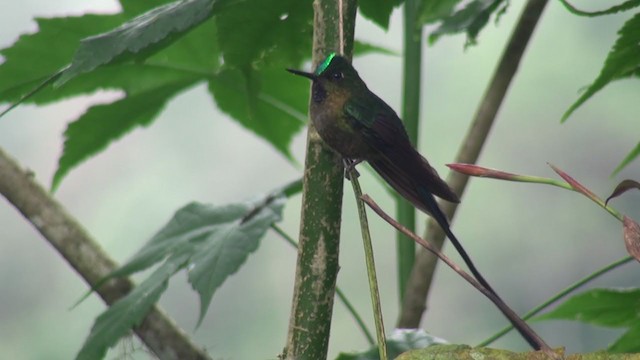 Violet-tailed Sylph - ML298265991