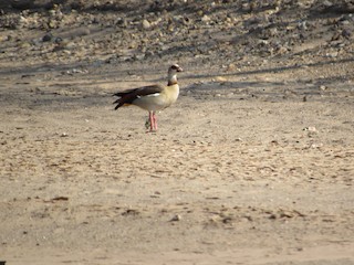 Egyptian Goose, ML298269221
