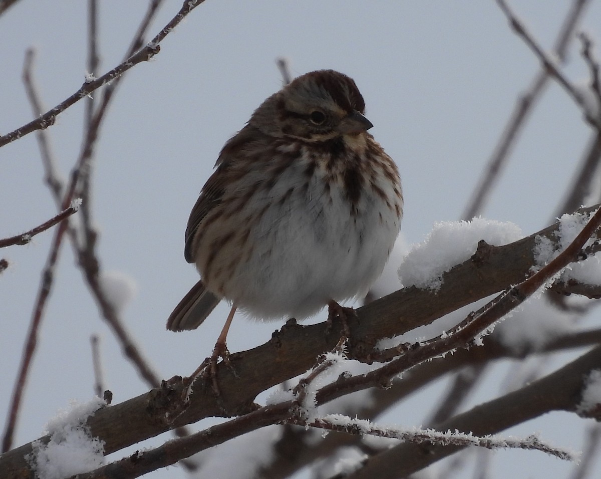 Song Sparrow - Jenny Young