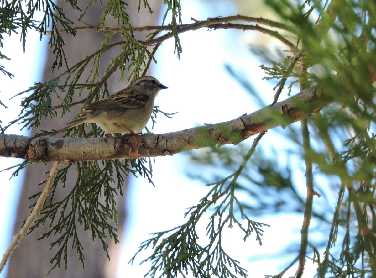 Chipping Sparrow - ML29827021