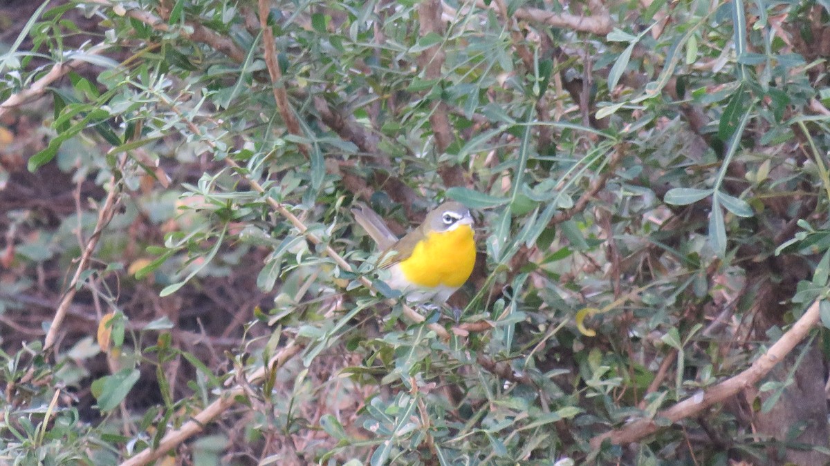 Yellow-breasted Chat - ML298270511
