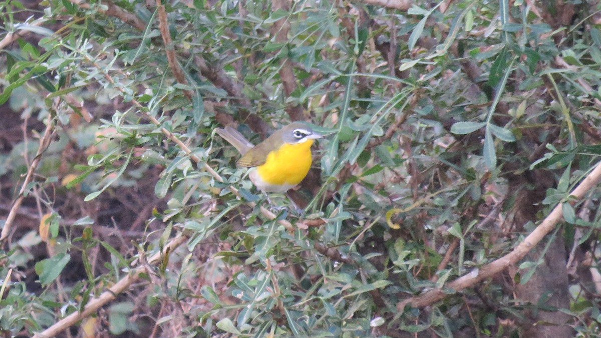 Yellow-breasted Chat - ML298270651