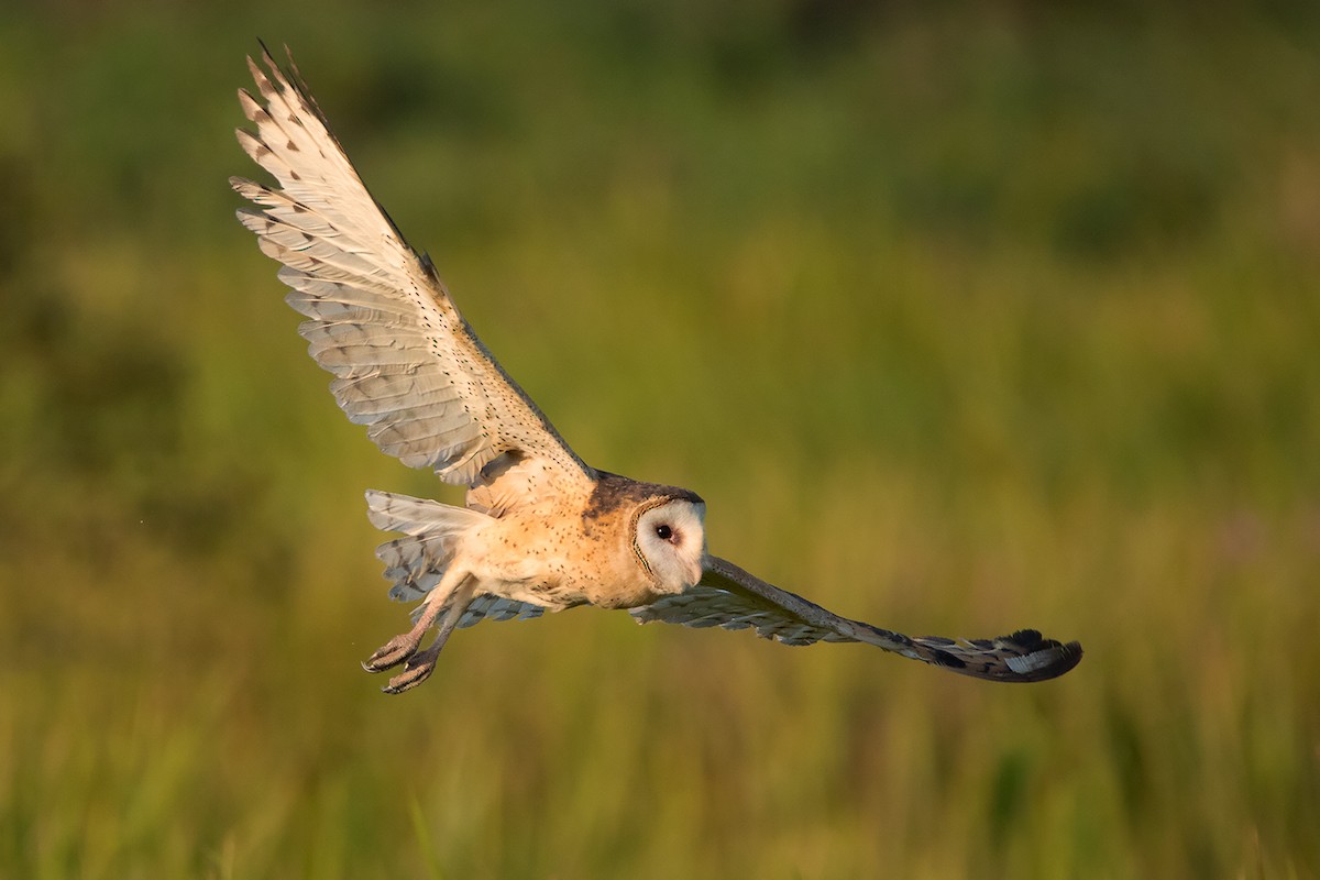 Australasian Grass-Owl - Ayuwat Jearwattanakanok