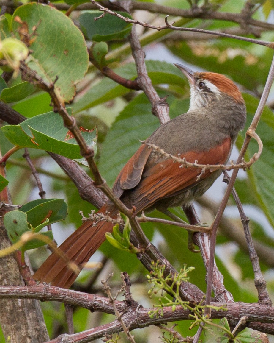 Line-cheeked Spinetail (Baron's) - ML298278791