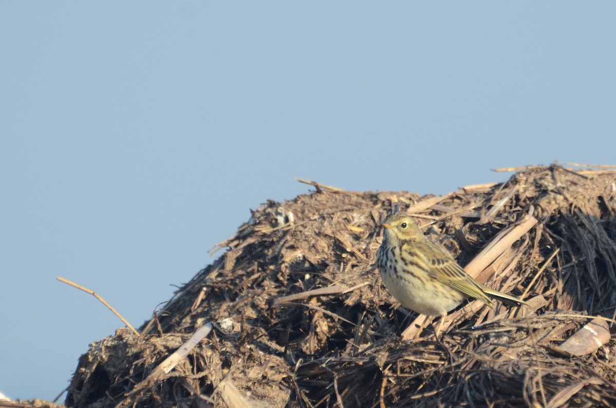Meadow Pipit - ML298282581