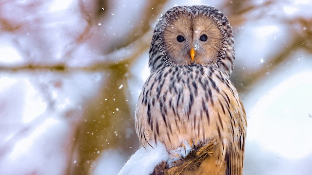 Bird showing head detail (subspecies <em class="SciName notranslate">macroura</em>). - Ural Owl - 