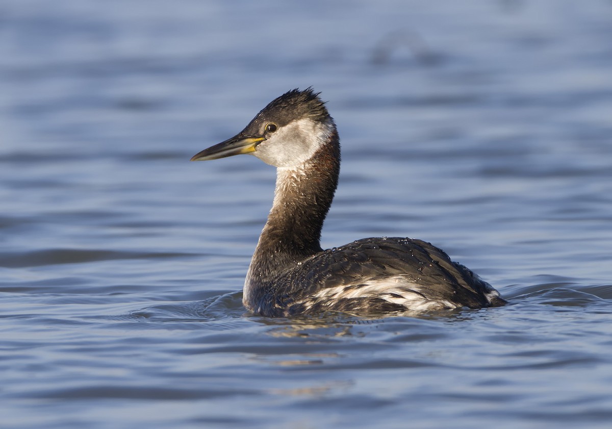 Red-necked Grebe - Michael Brown