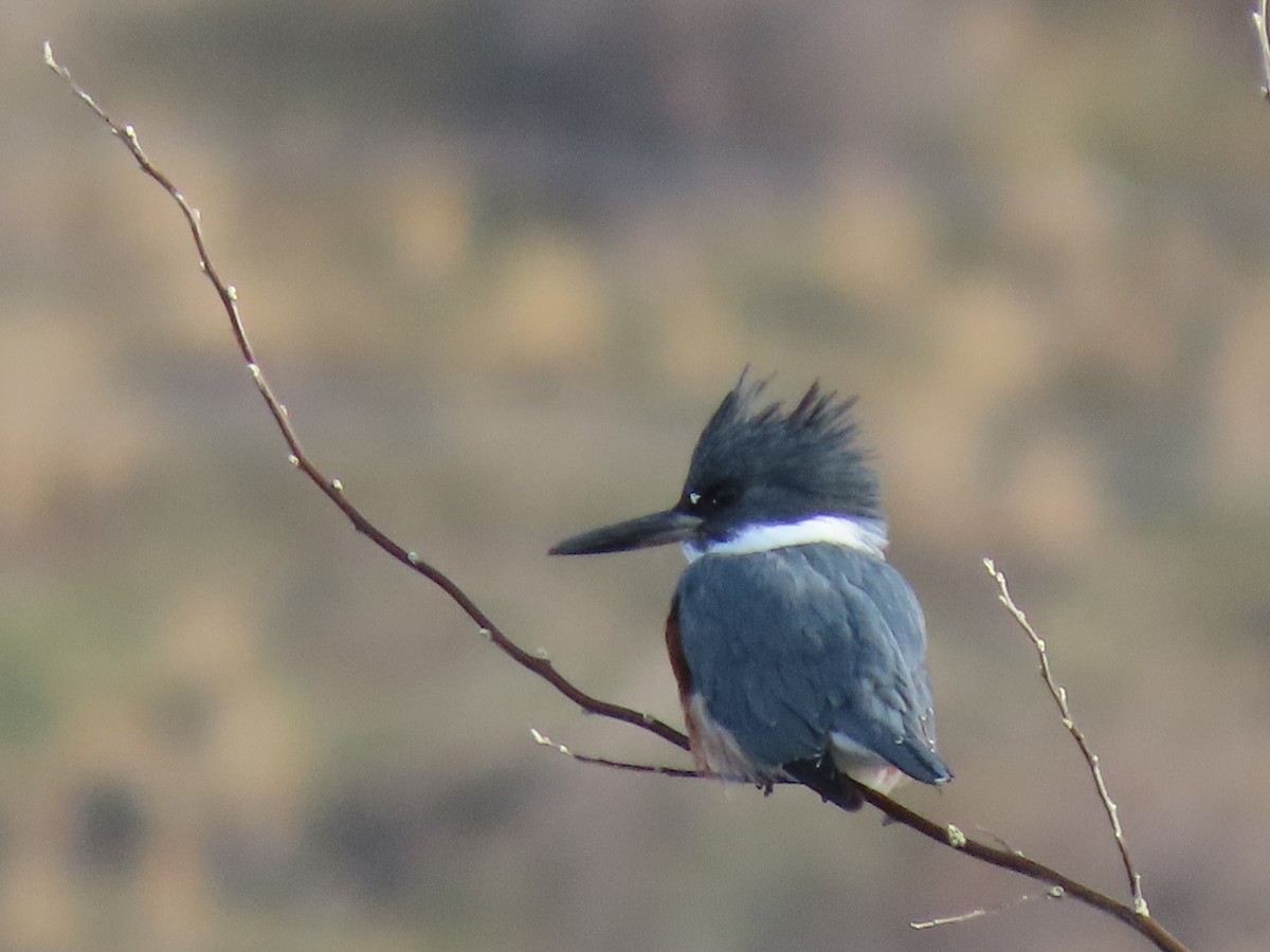 Belted Kingfisher - Barry Kinch