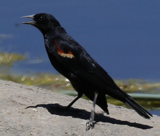 Red-winged Blackbird - C. Jackson