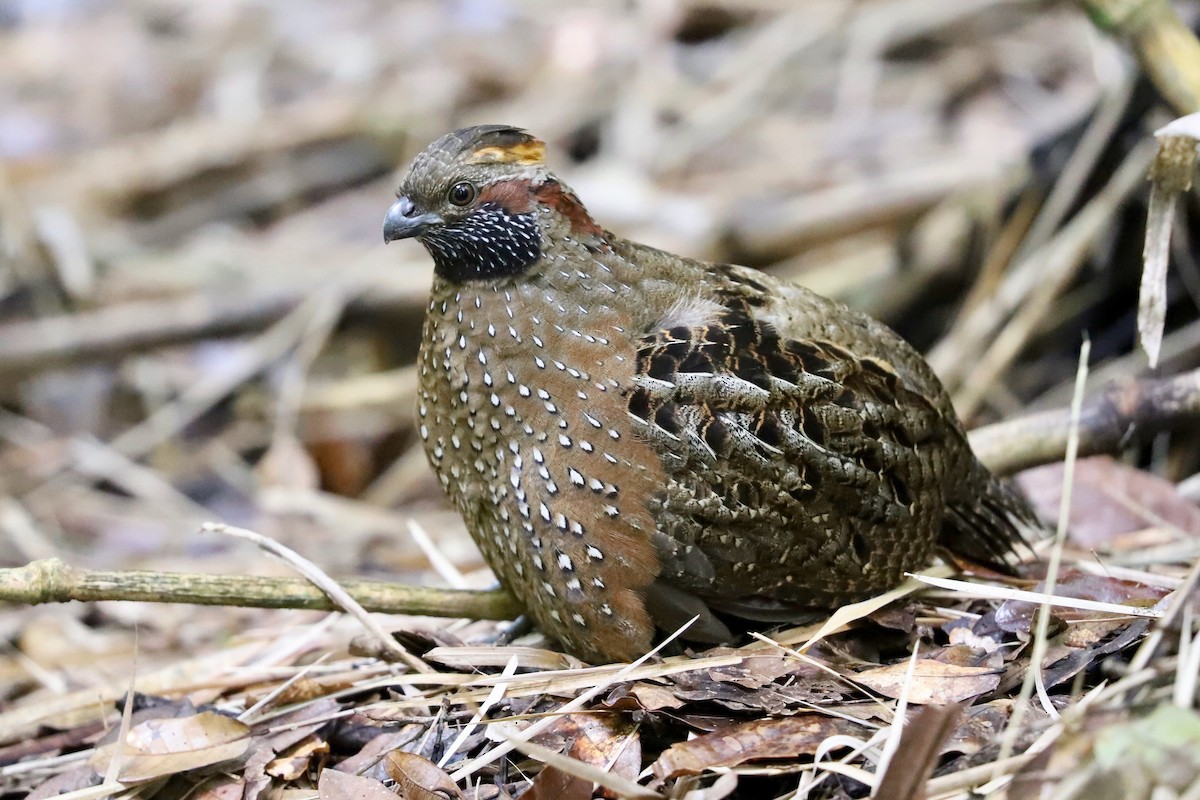 Spotted Wood-Quail - Olivier Langrand
