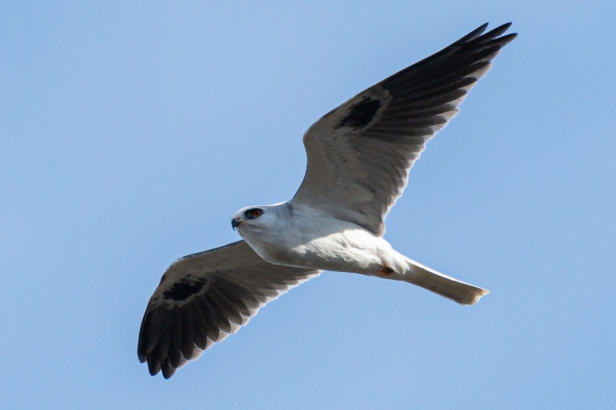 White-tailed Kite - Forrest English