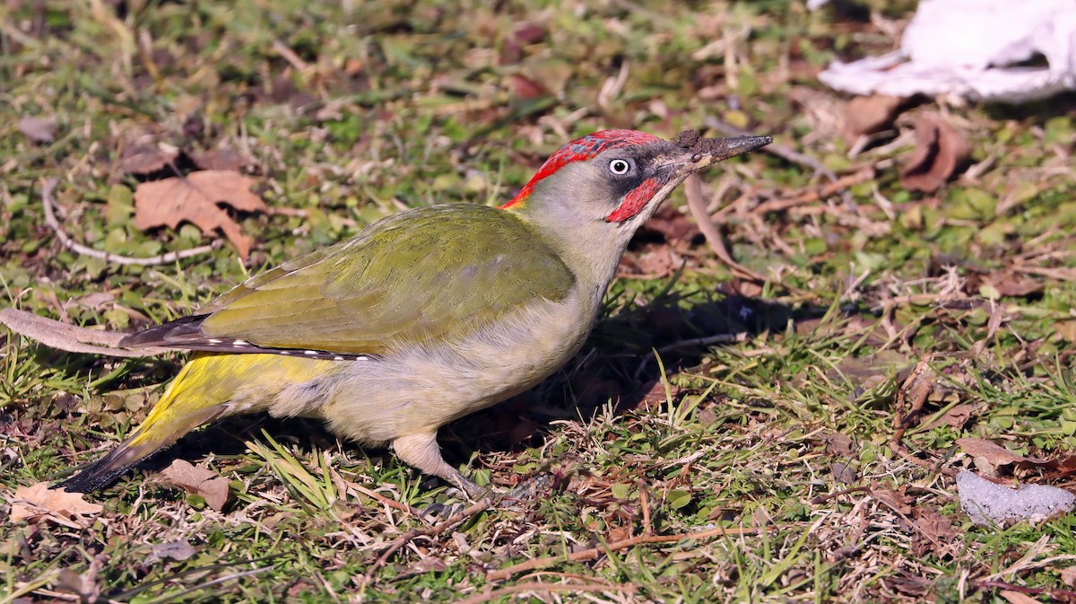 Iberian Green Woodpecker - ML298304061