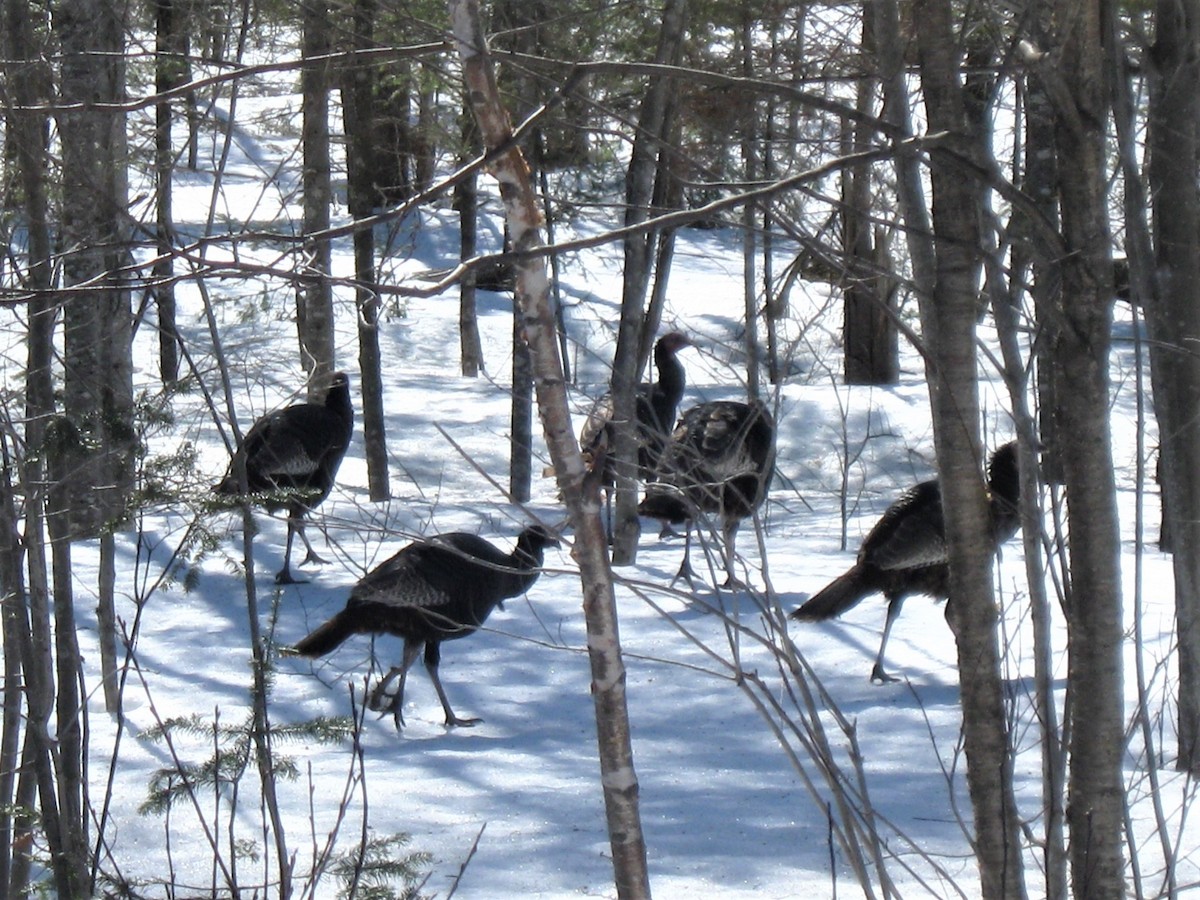 eBird Checklist 21 Mar 2020 Route 271, SteAgathedeLotbinière 9
