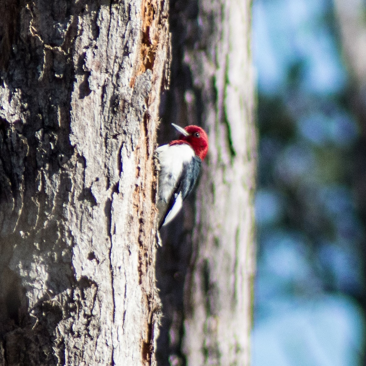 Red-headed Woodpecker - ML298305811