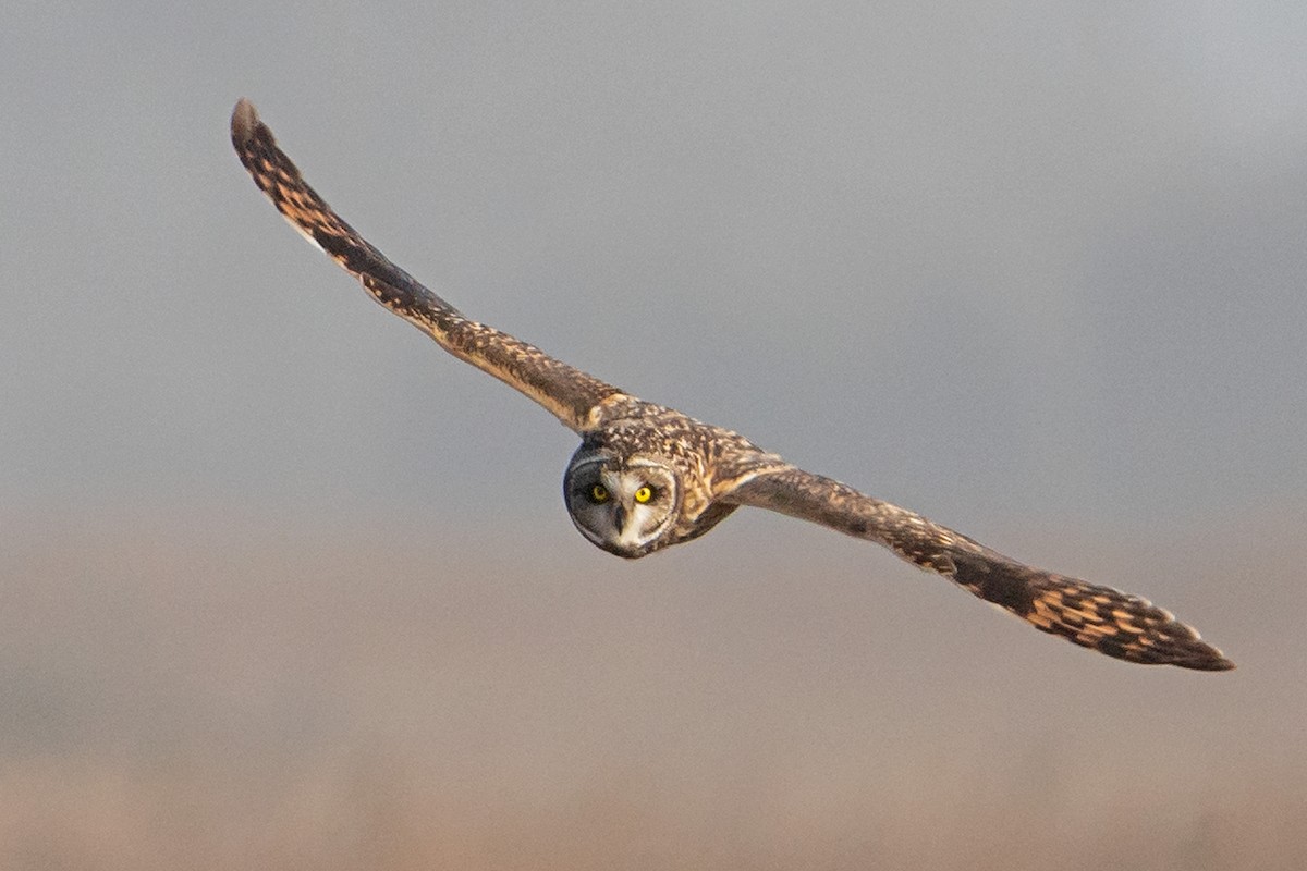 Short-eared Owl - Zeno Taylord-Hawk