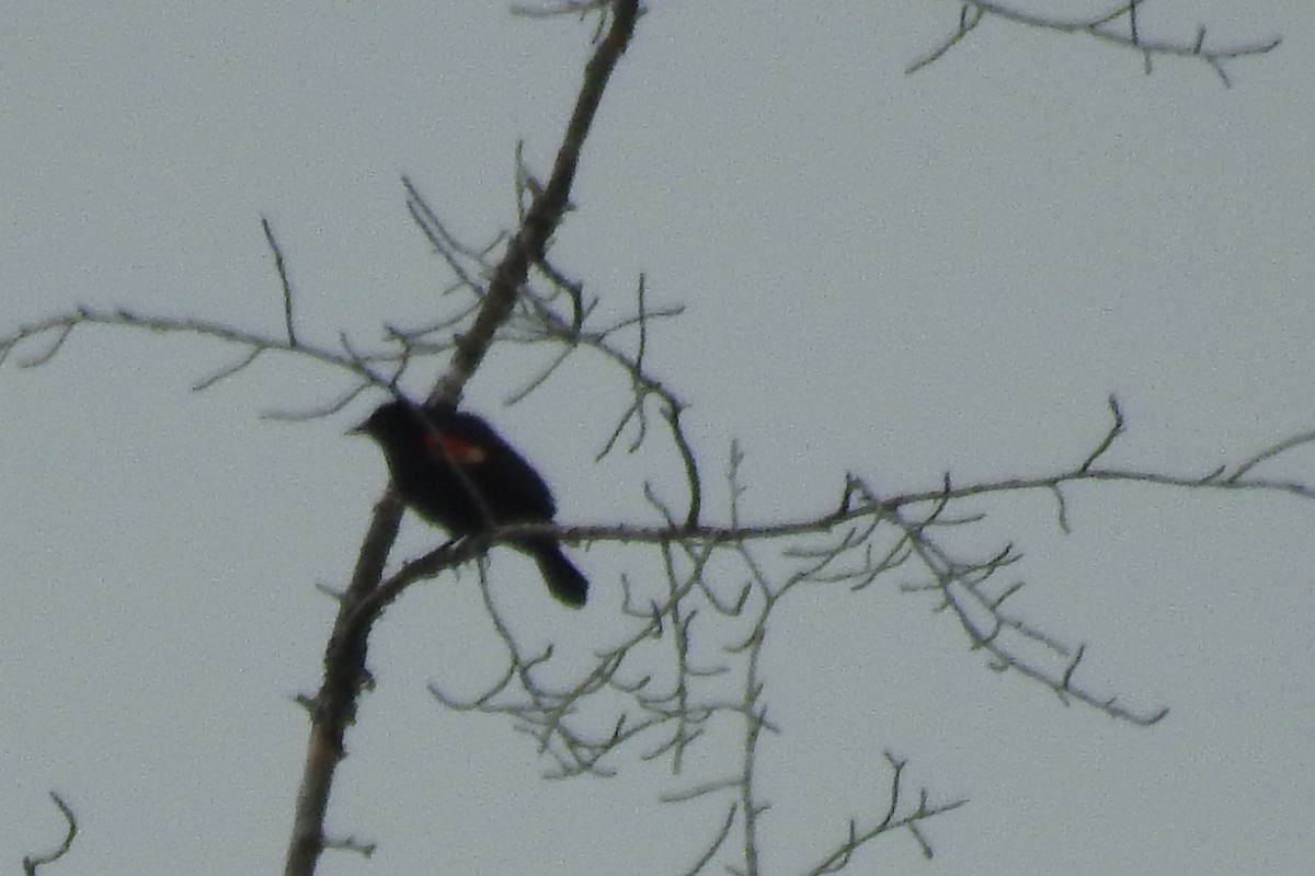 Red-winged Blackbird - ML29832211