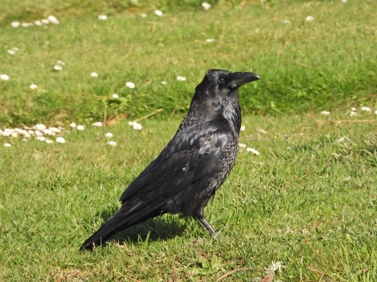 Common Raven - Bill Holland