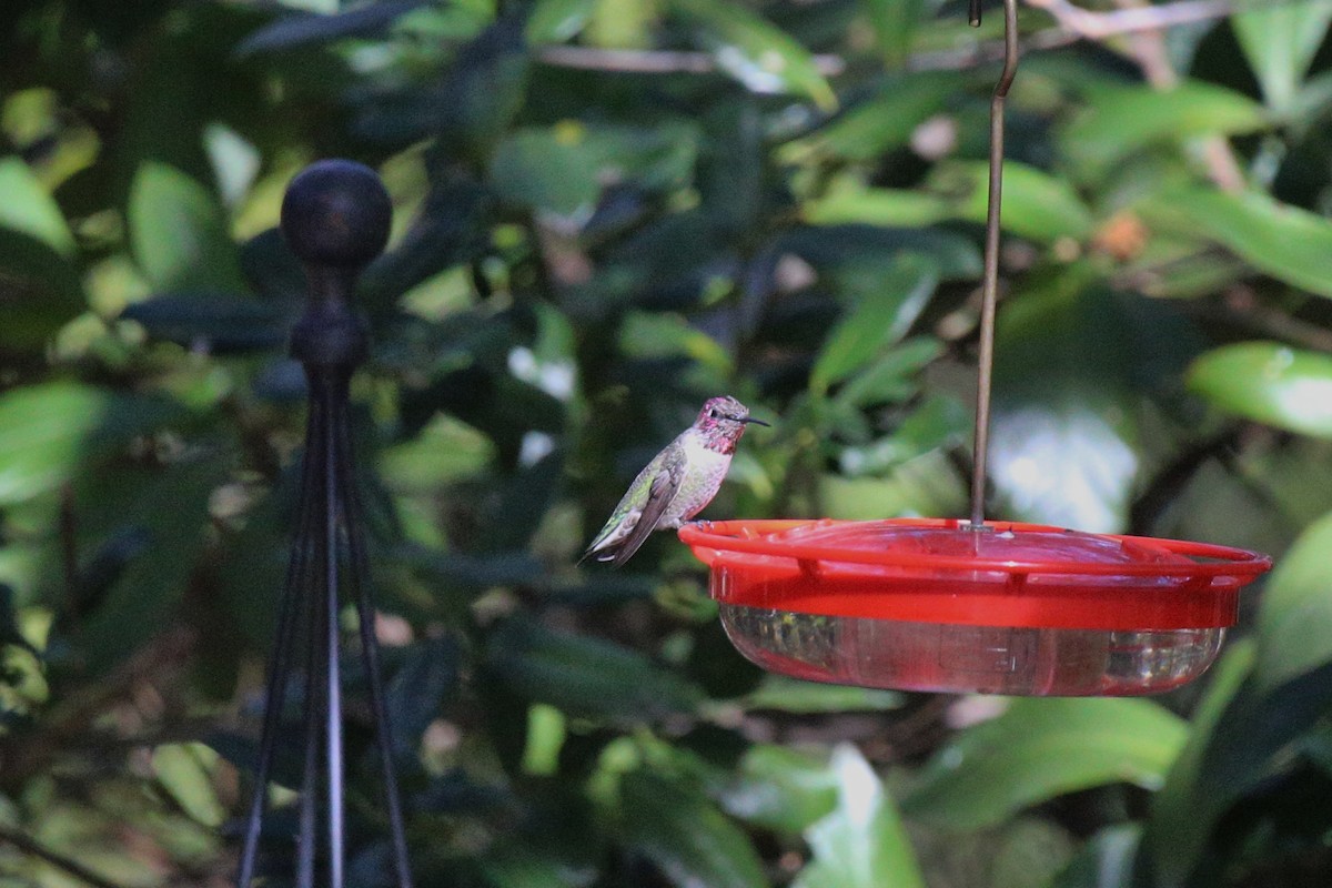 Anna's Hummingbird - ML298325011