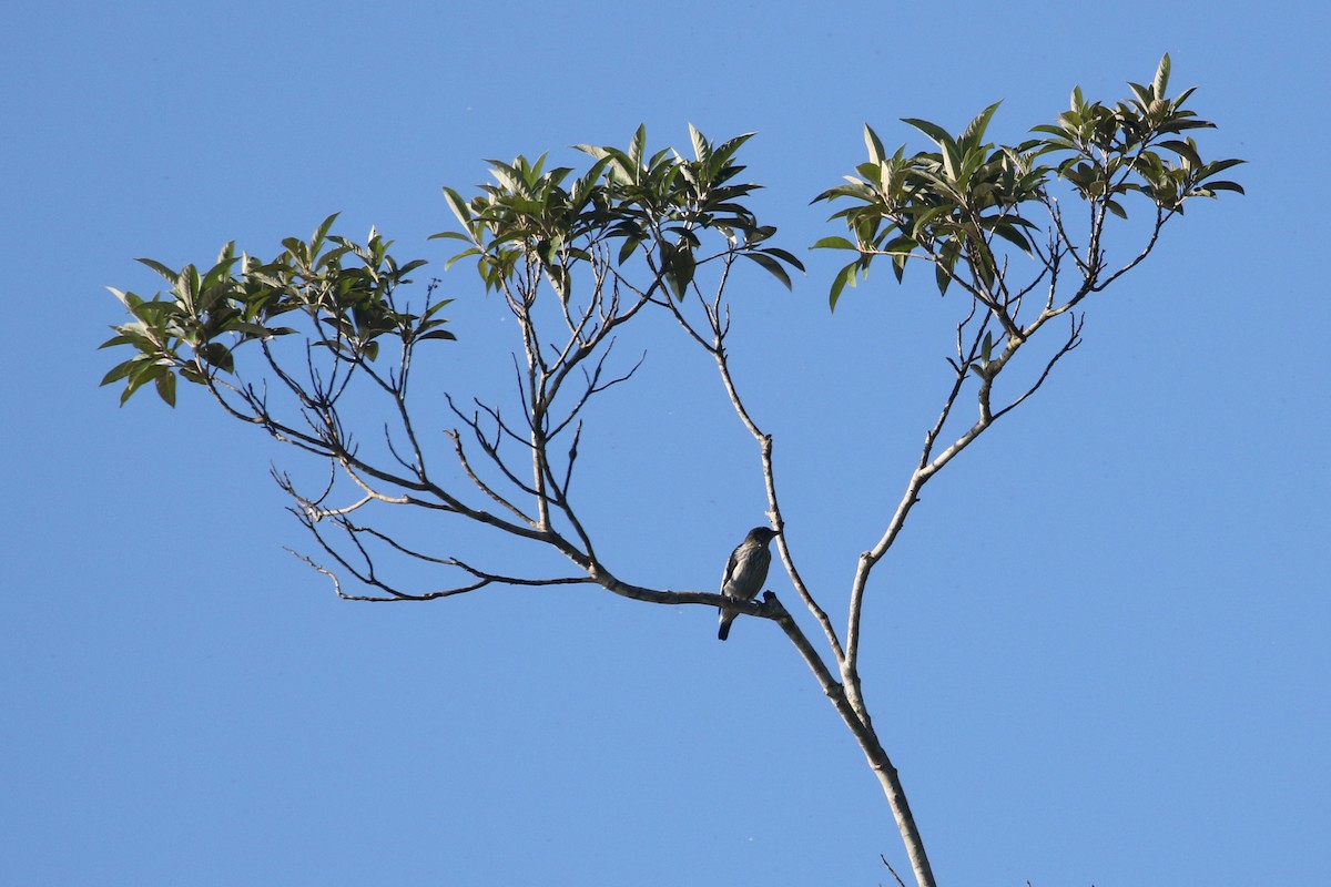 Black-tailed Tityra (Eastern) - Daniel Branch
