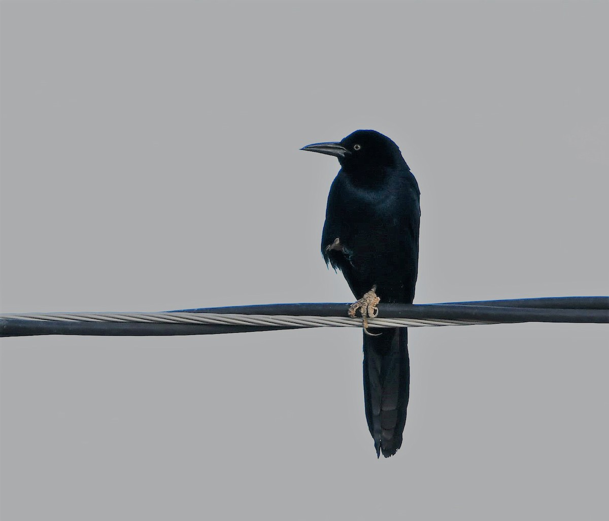 Great-tailed Grackle - ML298329391