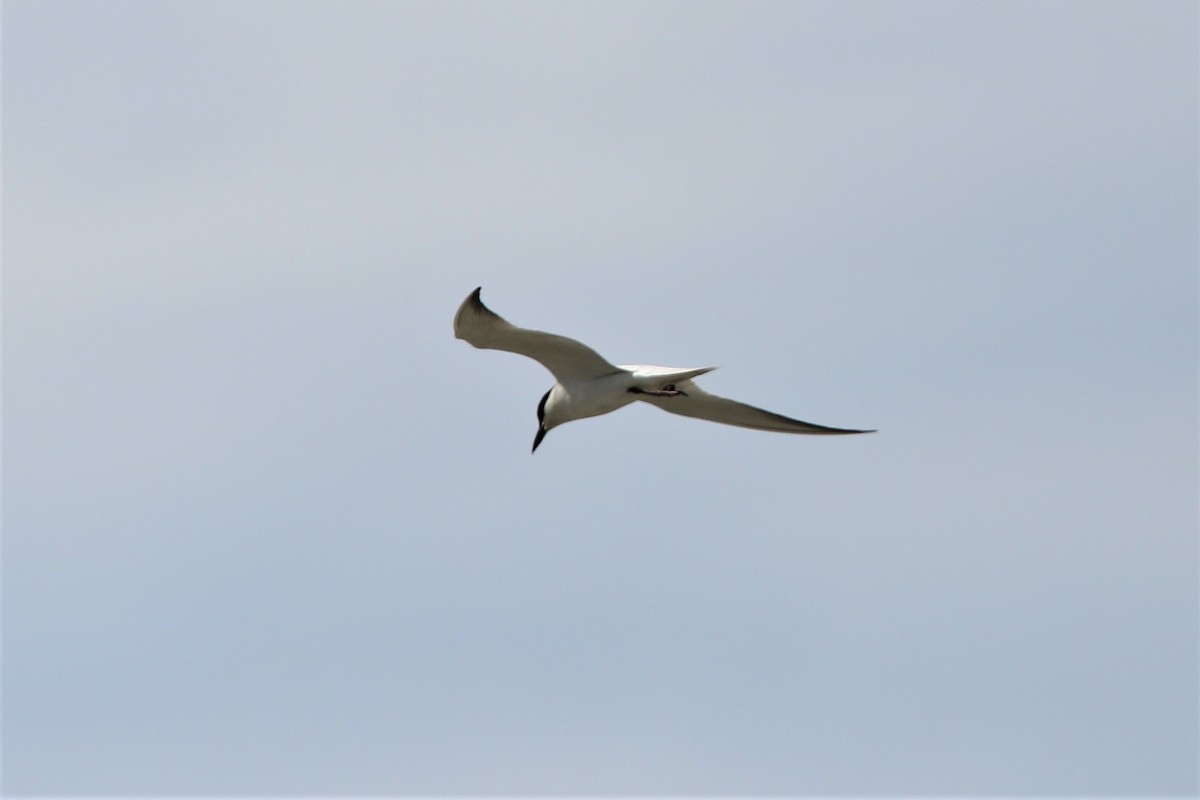 Gull-billed Tern - ML298329511