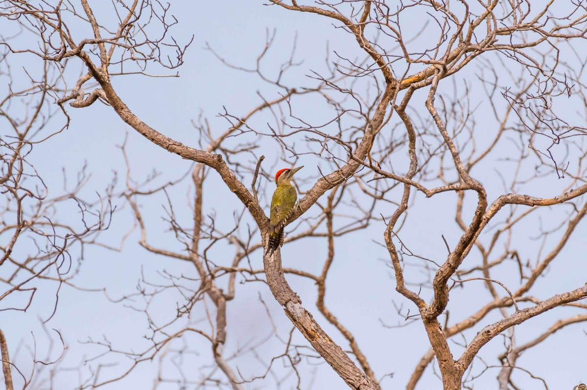 Streak-throated Woodpecker - Sriram Reddy