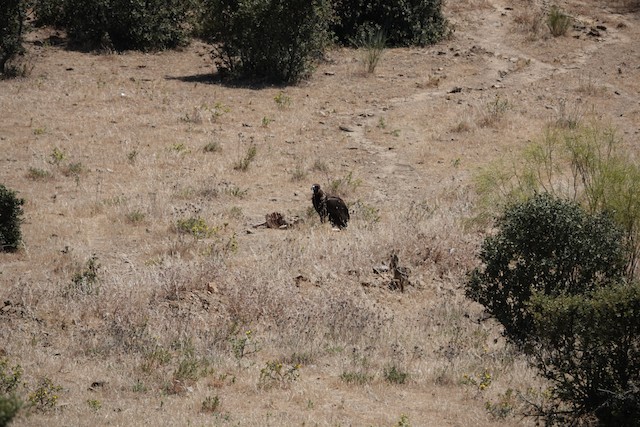 Nonbreeding habitat; Extremadura, Spain.&nbsp; - Cinereous Vulture - 