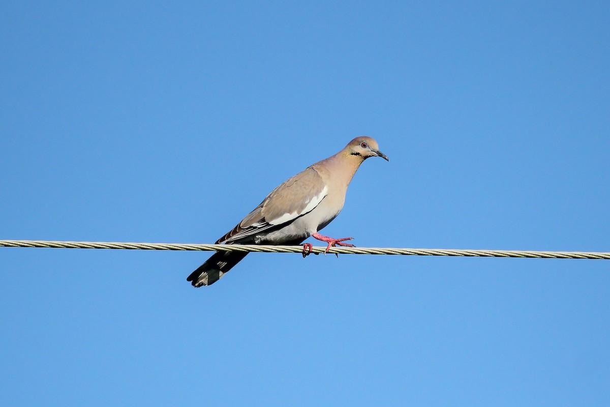 White-winged Dove - Musa Awan