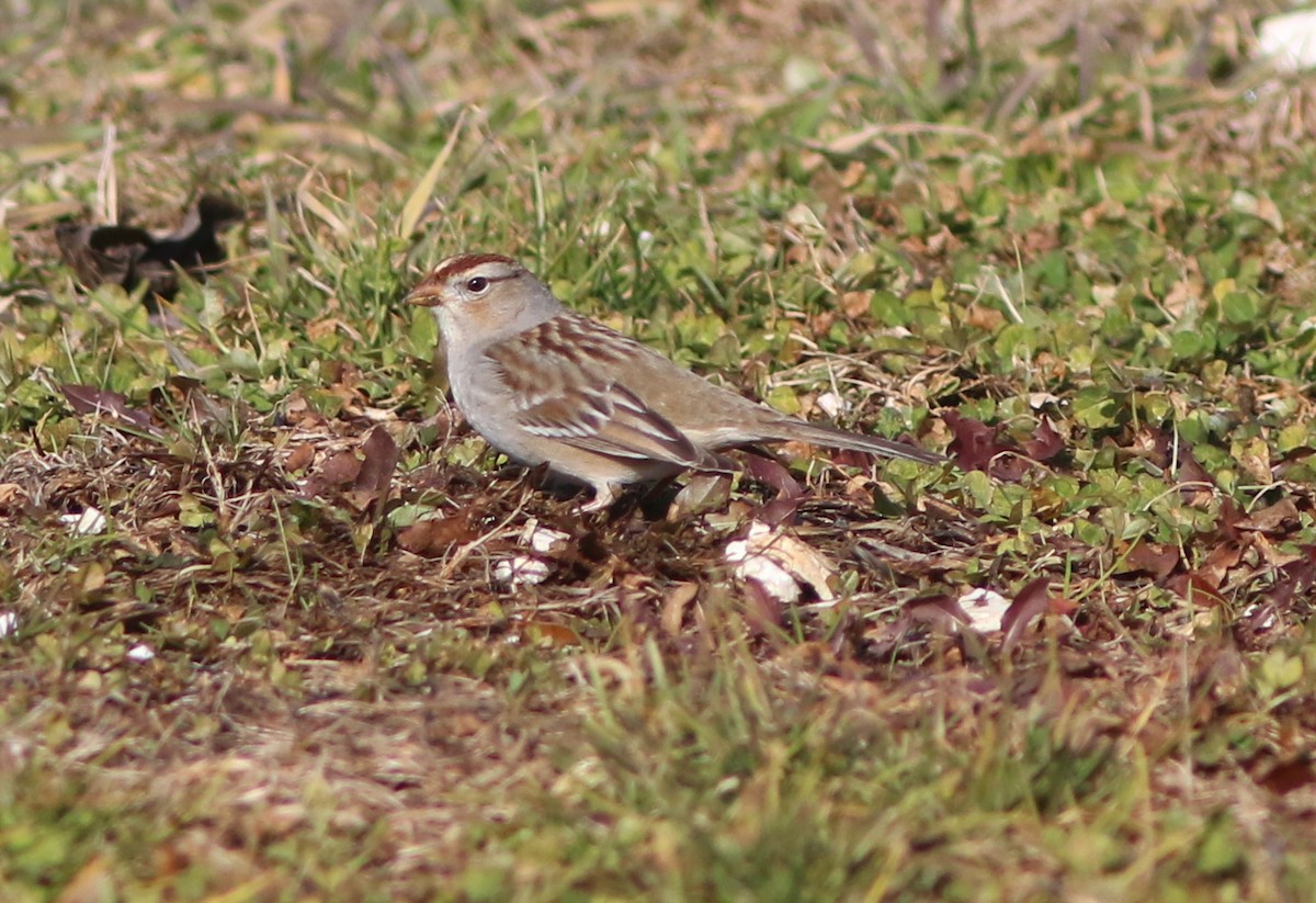 White-crowned Sparrow - ML298338921