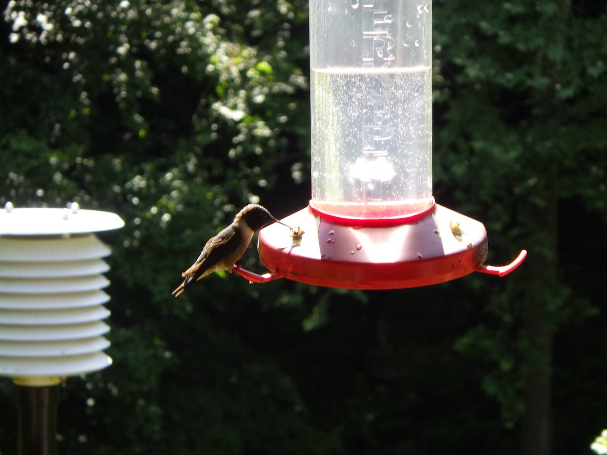 Ruby-throated Hummingbird - ML298340761