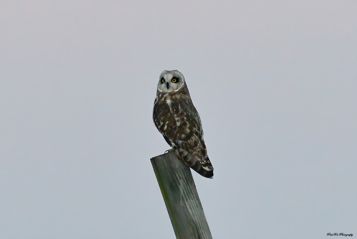 Short-eared Owl - ML298344741