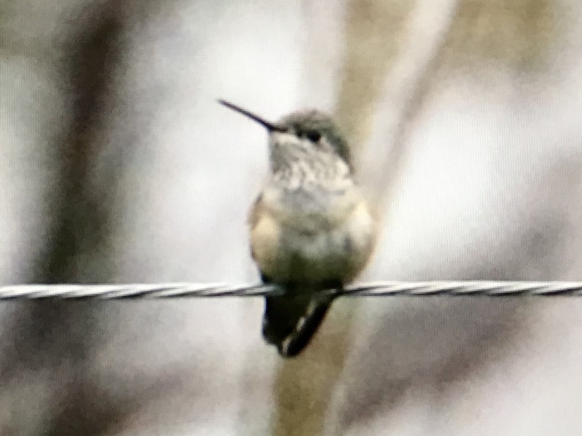 Calliope Hummingbird - ML298345191