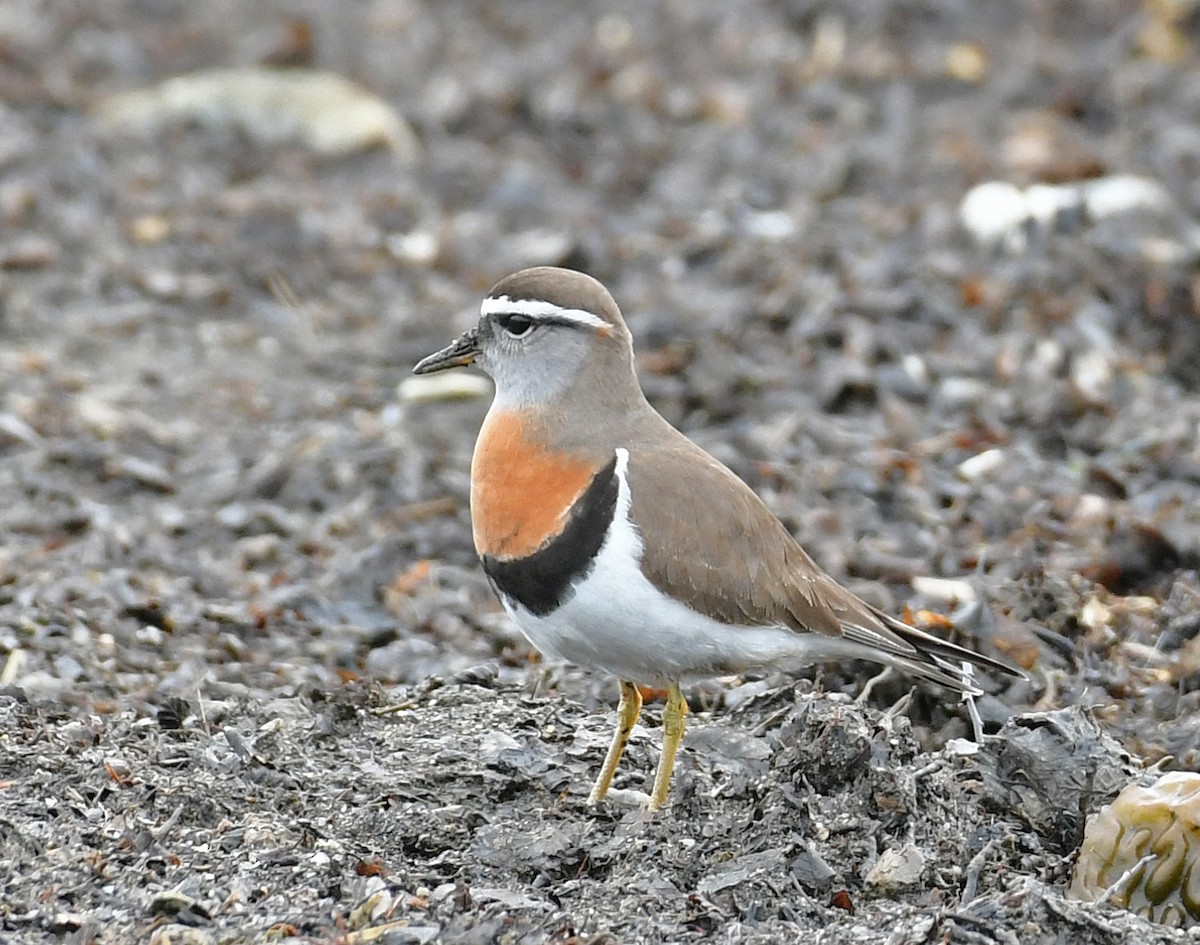 Rufous-chested Dotterel - ML298345451