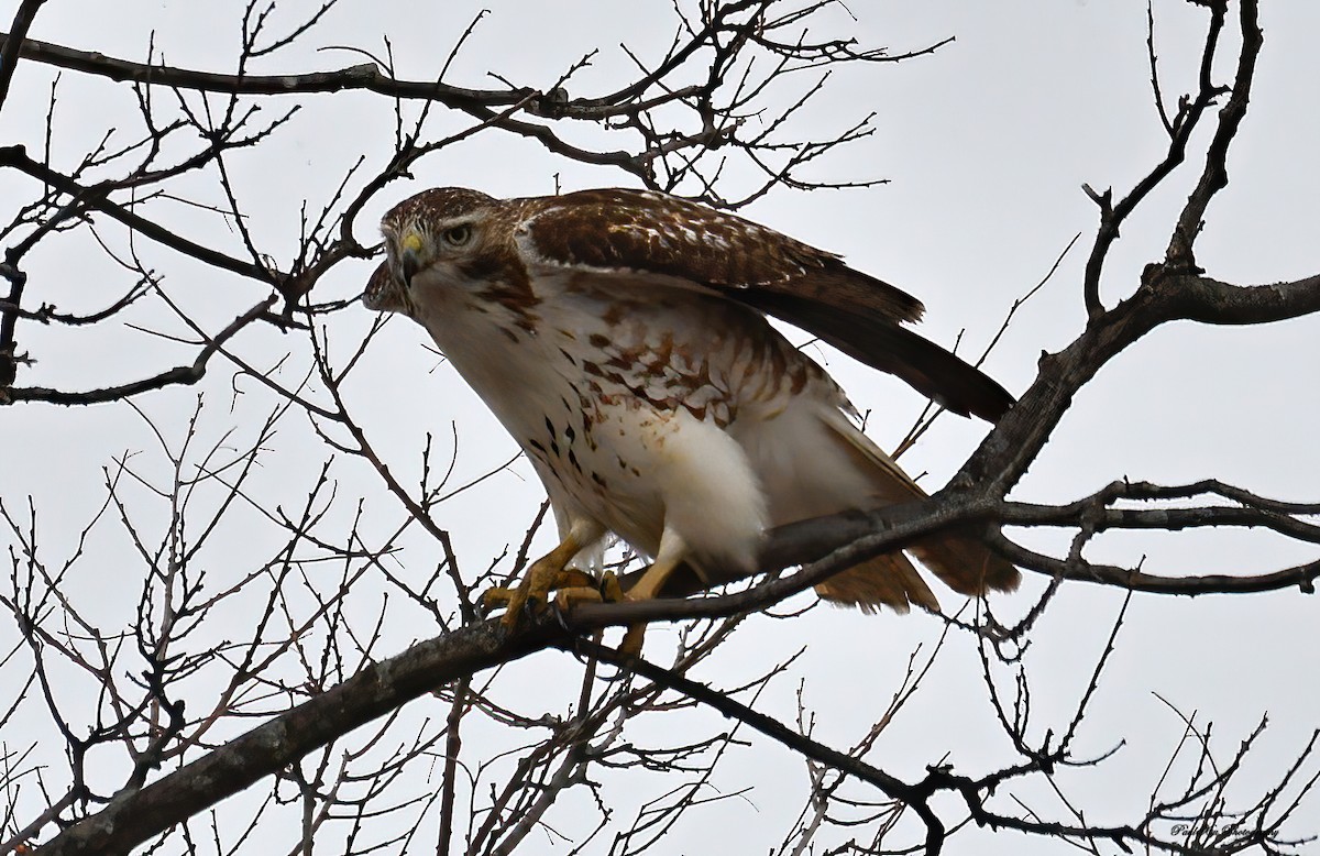 Red-tailed Hawk - ML298345801
